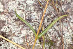 Longleaf sunflower